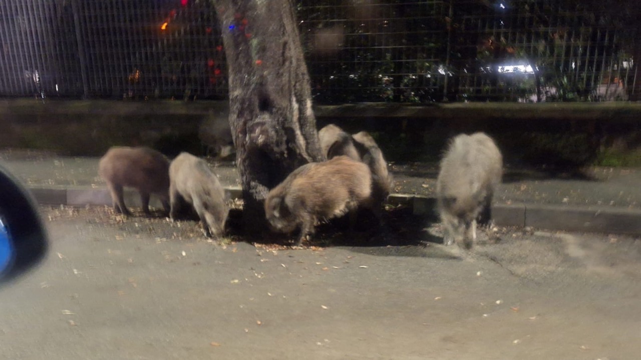 Cinghiali in circonvallazione a Chiavari