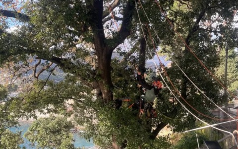 Camogli, intervento di manutenzione del verde al Belvedere Gente di Mare
