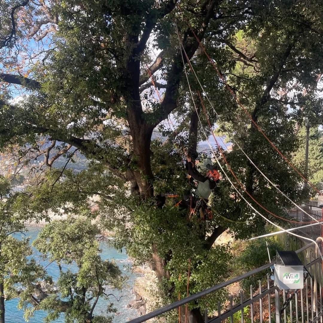 Camogli, intervento di manutenzione del verde al Belvedere Gente di Mare