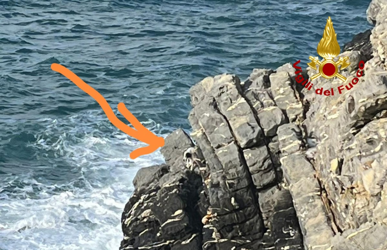 Cane bloccato sulle rocce della scogliera di Pieve Ligure, tratto in salvo