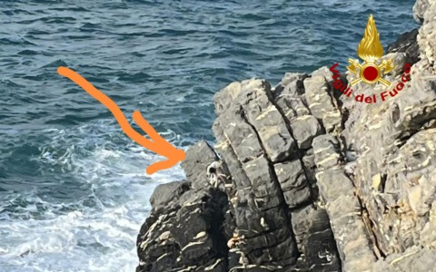 Cane bloccato sulle rocce della scogliera di Pieve Ligure, tratto in salvo