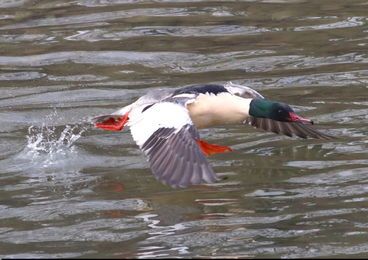 Lipu Tigullio, al via il corso di ornitologia