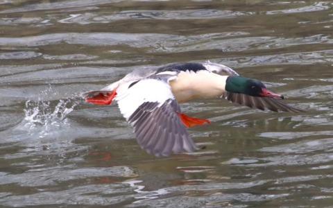 Lipu Tigullio, al via il corso di ornitologia