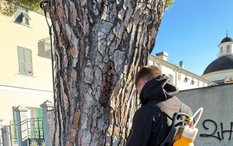 Chiavari, al via gli interventi contro la processionaria del pino
