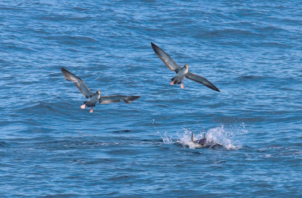 Chiavari: ultimo di “Uomini e Navi” sulle catture accidentali