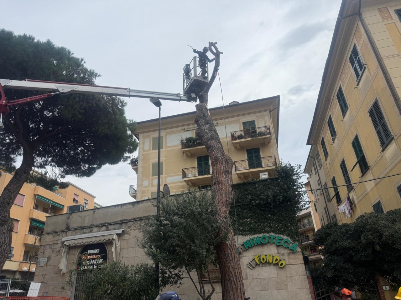 Recco: in corso l’abbattimento del pino domestico in largo dei Mille