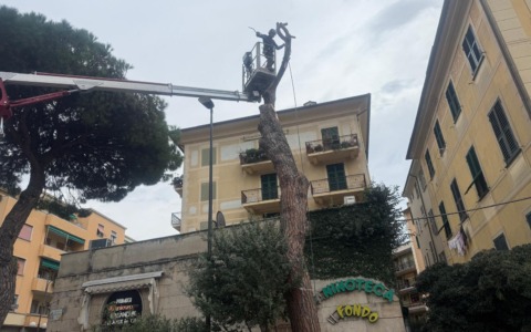 Recco: in corso l’abbattimento del pino domestico in largo dei Mille