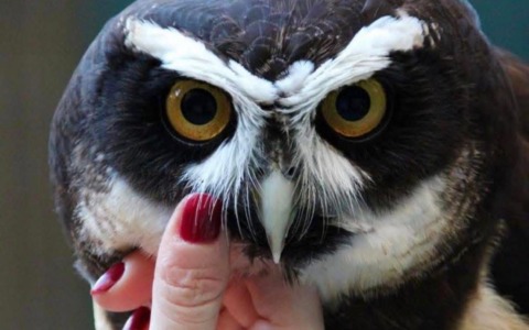 Gufo smarrito a Sestri: scatta l’appello per ritrovarlo