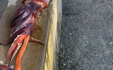 Totano di oltre 8 chili trovato sulla spiaggia di Riva Trigoso