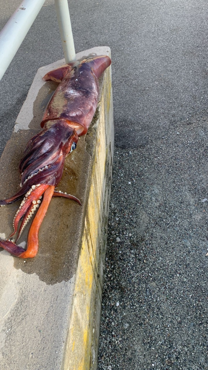 Totano di oltre 8 chili trovato sulla spiaggia di Riva Trigoso