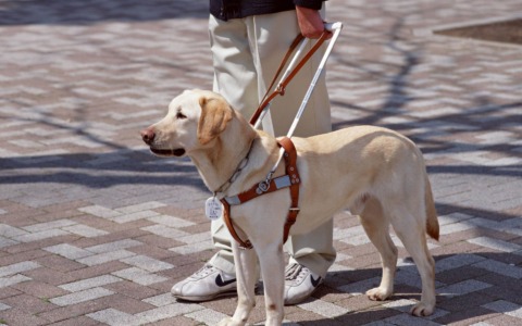 Sabato 14 febbraio Carnevalions per donare un cane guida a una persona non vedente