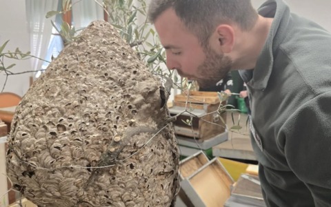 Parco di Portofino, rimosso enorme nido di vespa velutina