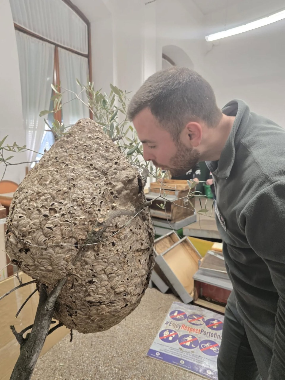 Parco di Portofino, rimosso enorme nido di vespa velutina