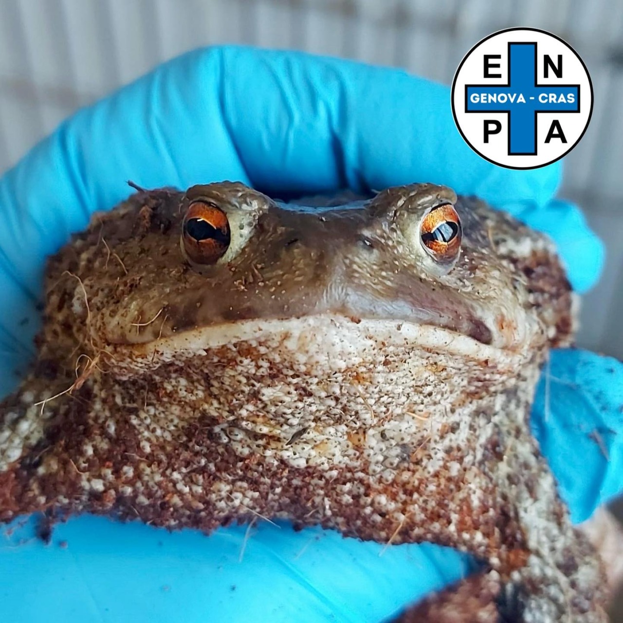 Rospo in difficoltà salvato a Recco grazie a una giovane cittadina