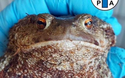 Rospo in difficoltà salvato a Recco grazie a una giovane cittadina