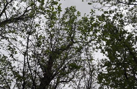 Giornata mondiale delle foreste: la camminata del benessere a Zoagli