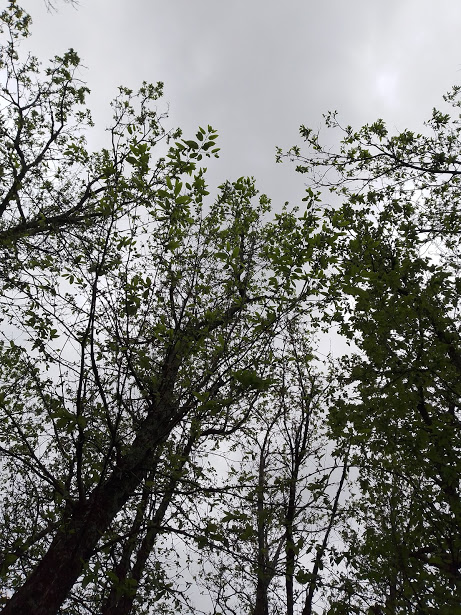 Giornata mondiale delle foreste: la camminata del benessere a Zoagli