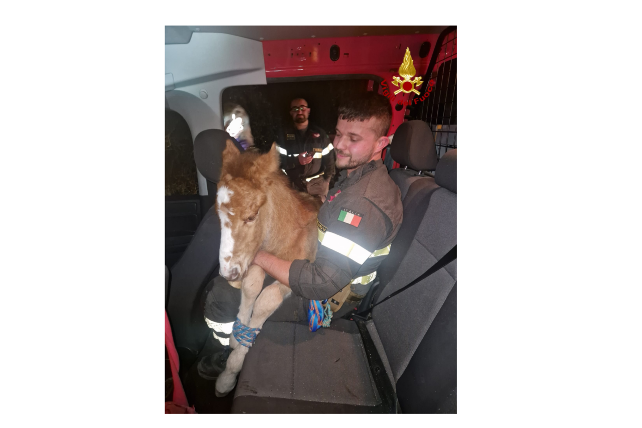 Puledro selvaggio in difficoltà salvato dai Vigili del Fuoco sopra Sori