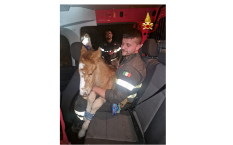 Puledro selvaggio in difficoltà salvato dai Vigili del Fuoco sopra Sori