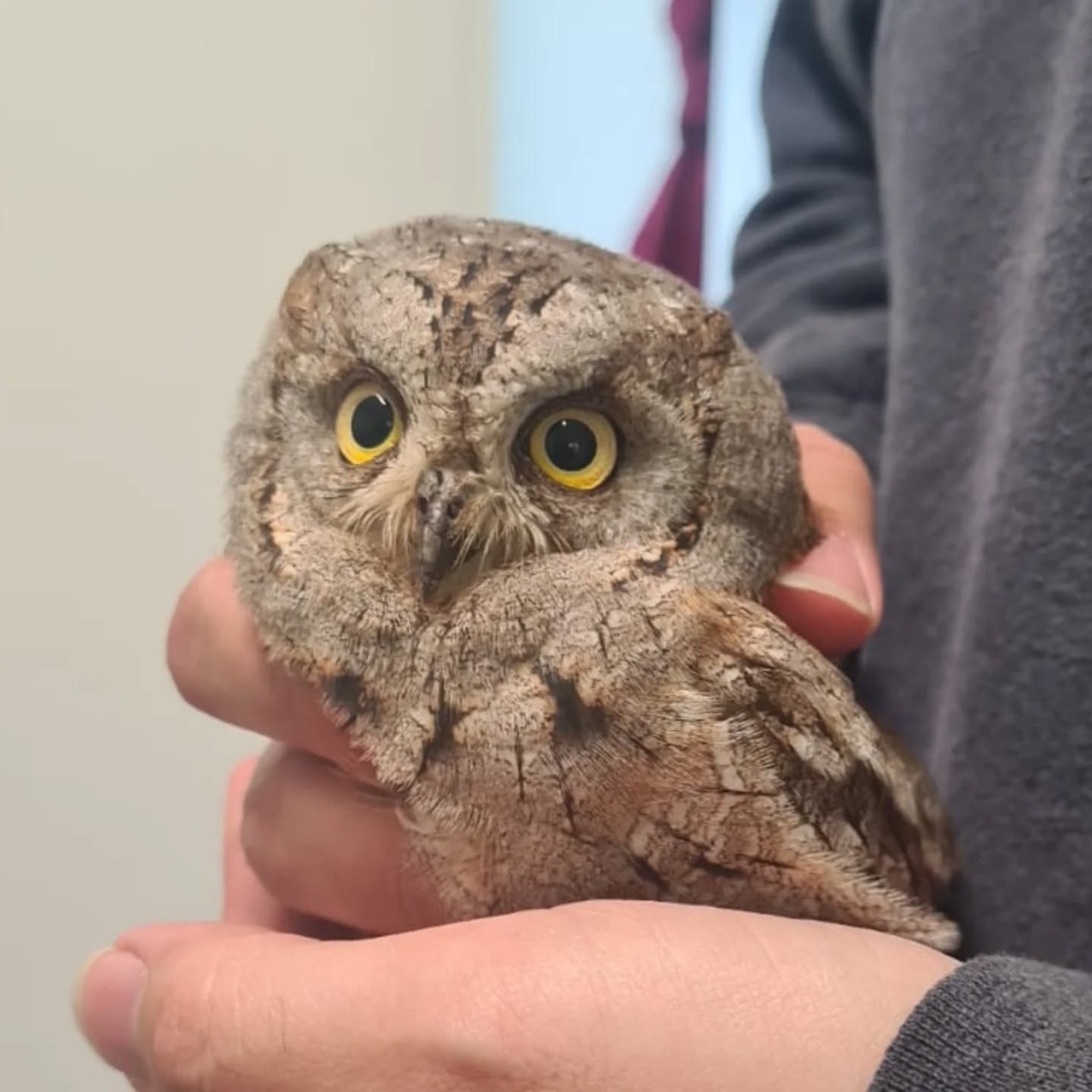 Giovane assiolo soccorso nel Parco di Portofino