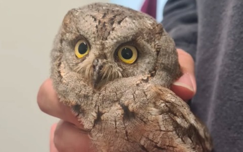 Giovane assiolo soccorso nel Parco di Portofino