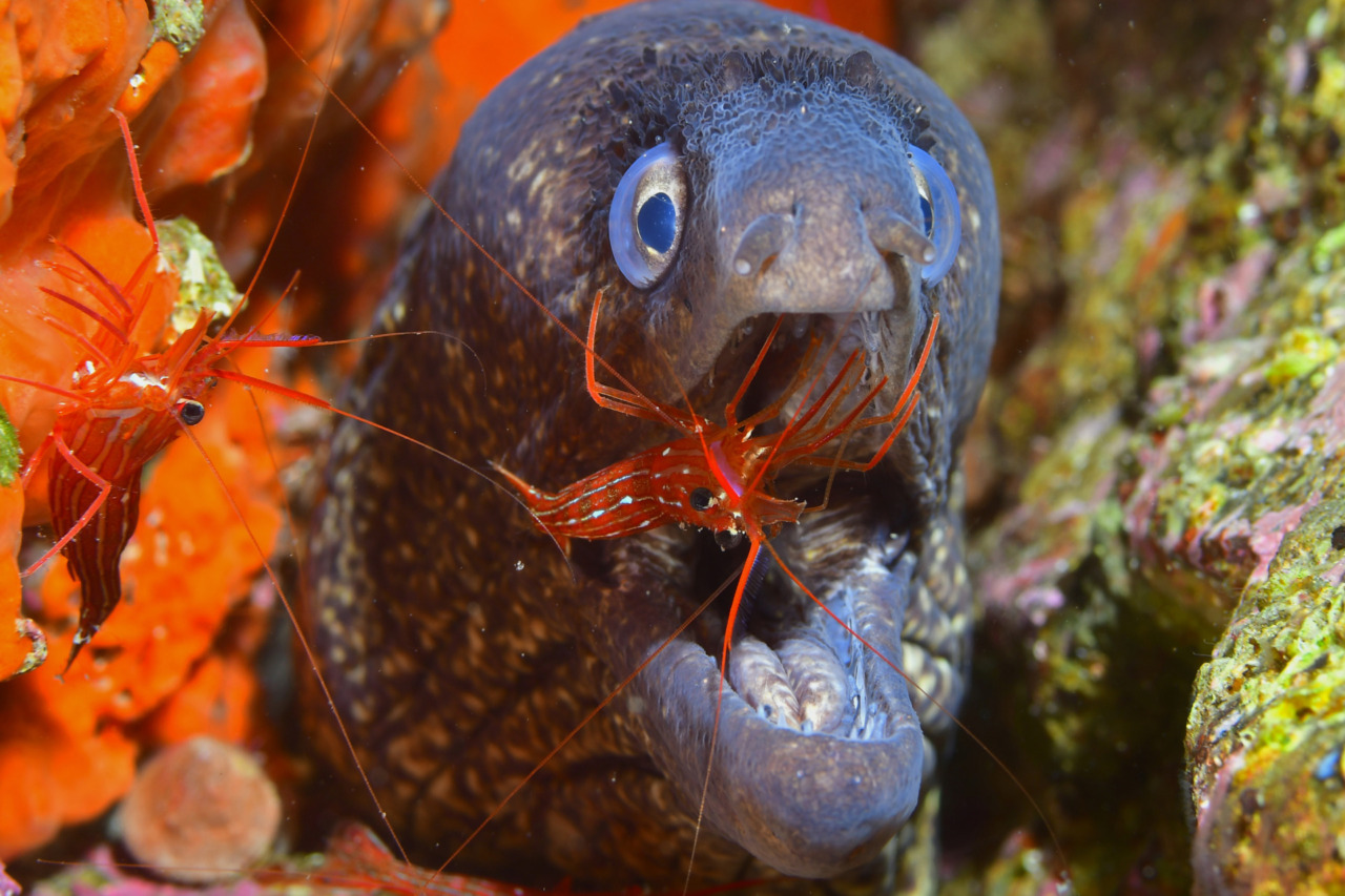 Camogli, i fondali marini entrano in classe: la mostra del Trofeo fotosub nelle scuole