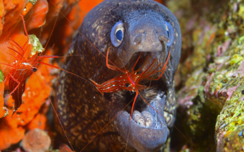 Camogli, i fondali marini entrano in classe: la mostra del Trofeo fotosub nelle scuole