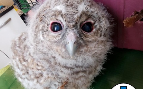 Avegno,  piccolo allocco soccorso dall’Enpa