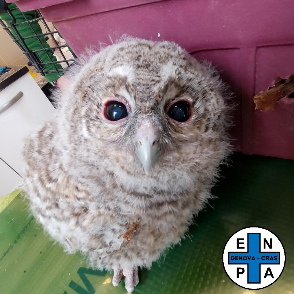 Avegno,  piccolo allocco soccorso dall’Enpa