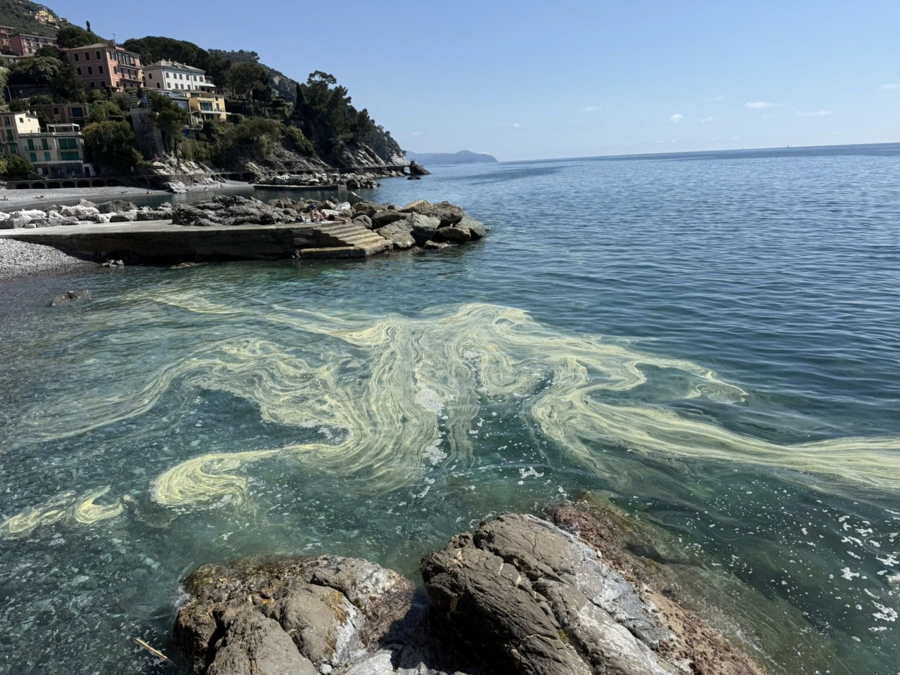 Posta foto e video denunciando le acque inquinate di Zoagli… ma è polline