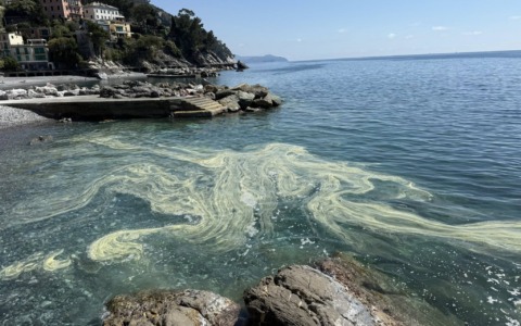 Posta foto e video denunciando le acque inquinate di Zoagli… ma è polline