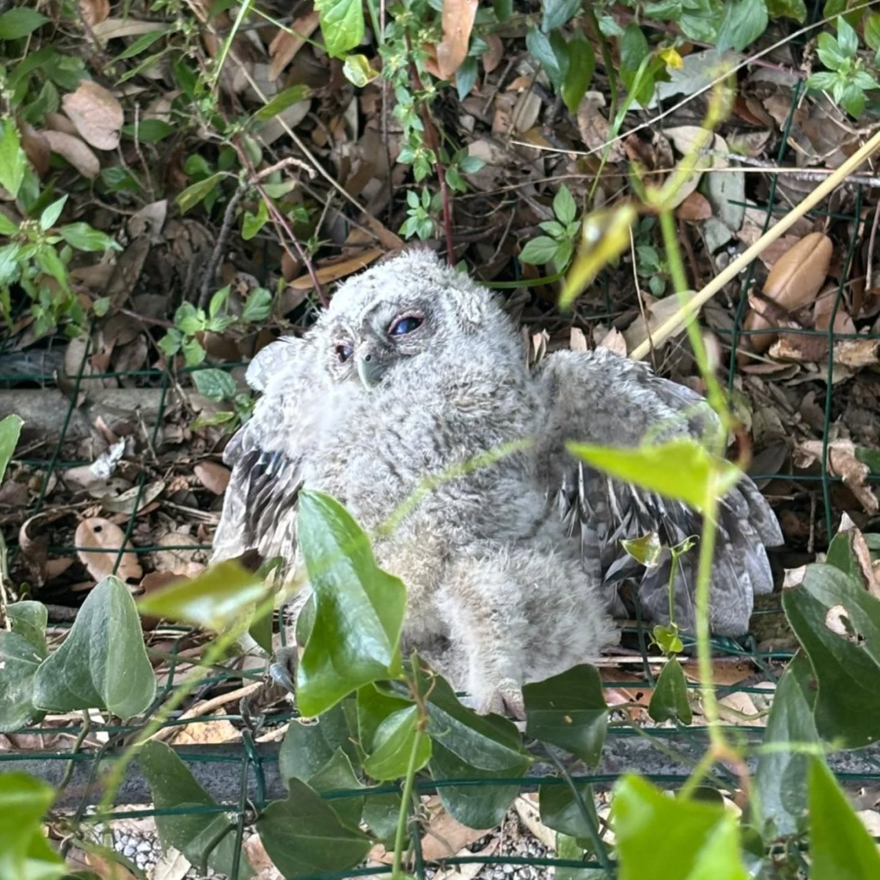 Un piccolo allocco salvato dai guardiaparco del Parco di Portofino