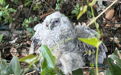 Un piccolo allocco salvato dai guardiaparco del Parco di Portofino