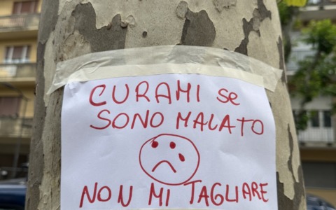 Platani di Corso Buenos Aires, scoppia la polemica sugli abbattimenti