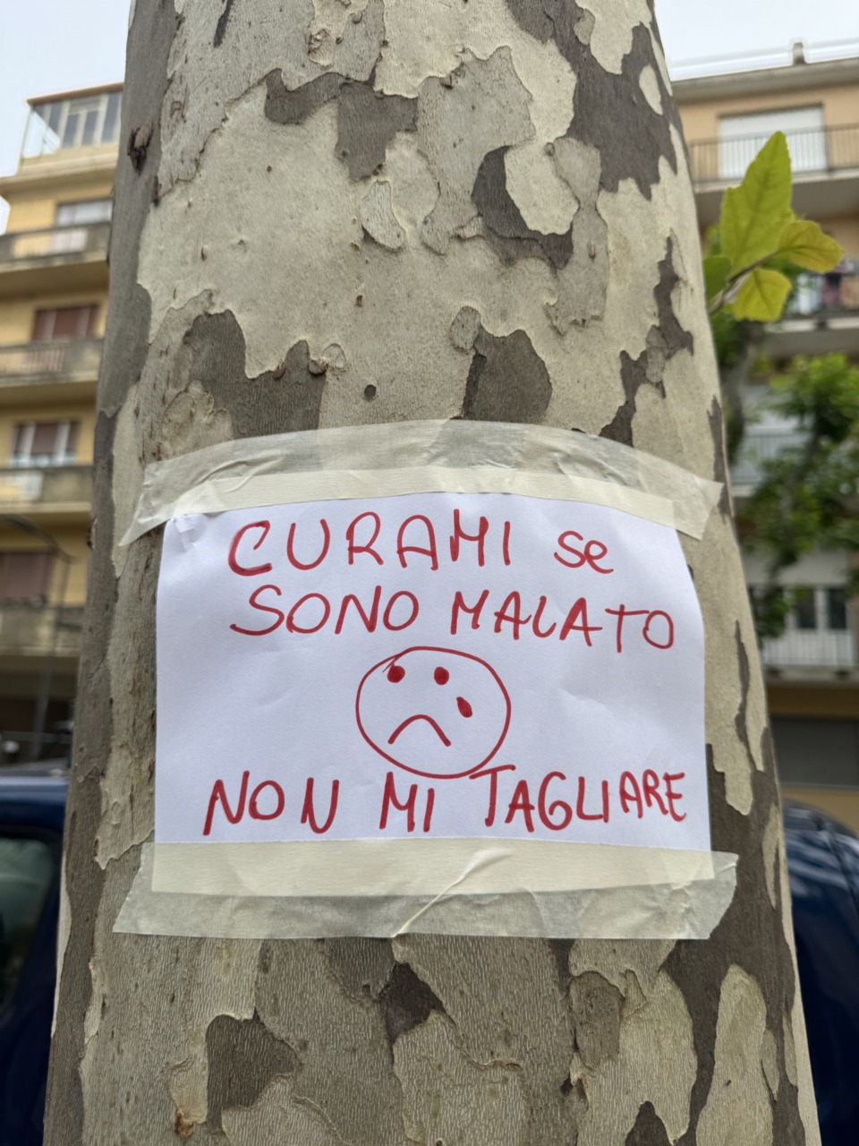 Platani di Corso Buenos Aires, scoppia la polemica sugli abbattimenti