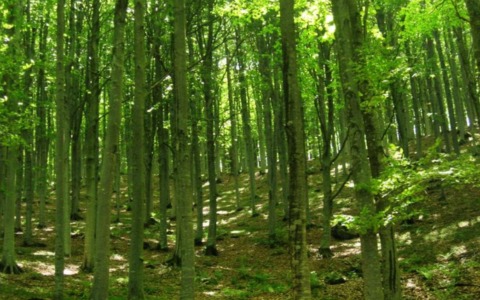 Una gita alla scoperta della fagetta secolare sul Monte Zatta