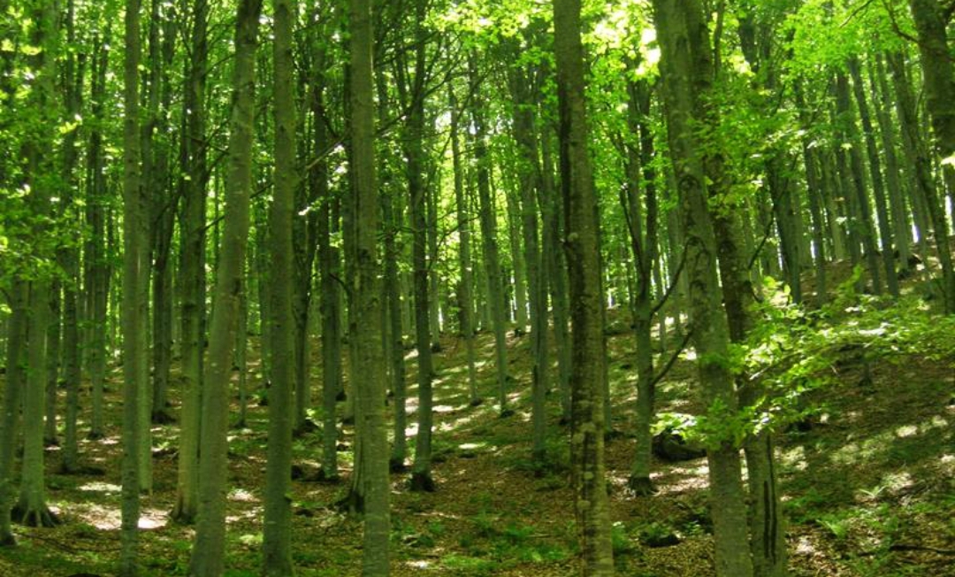 Una gita alla scoperta della fagetta secolare sul Monte Zatta