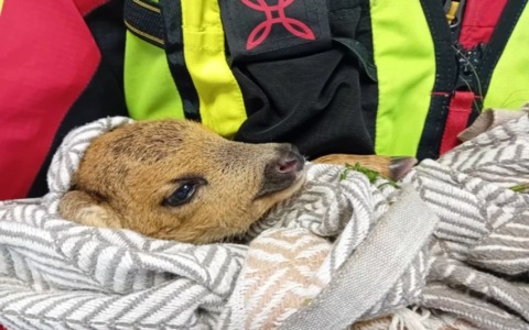 Cucciolo di capriolo salvato alle Cinque Terre