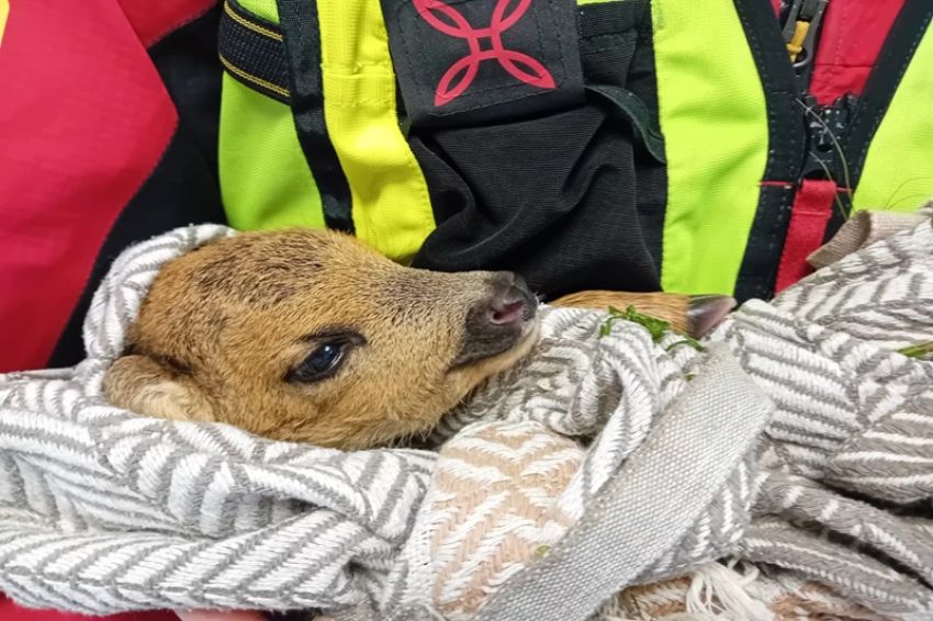 Cucciolo di capriolo salvato alle Cinque Terre