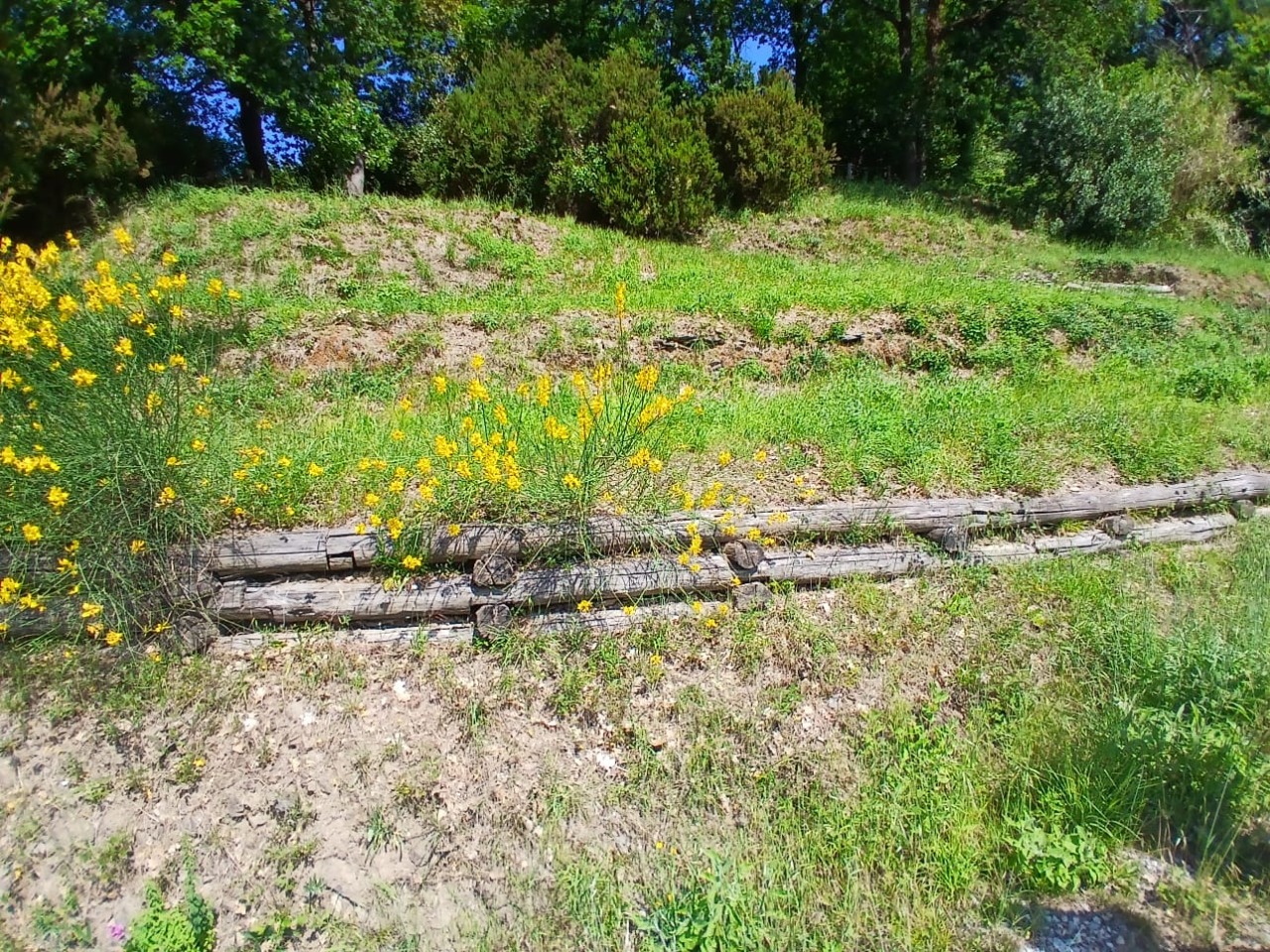 Sestri, al Parco Montepagano nasce un’oasi fiorita per api e impollinatori