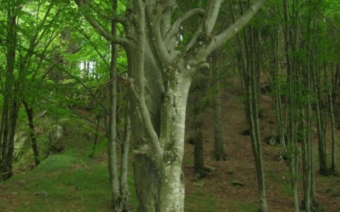 Sabato 6 giugno: escursione nella faggeta secolare del Monte Zatta con il Parco dell’Aveto