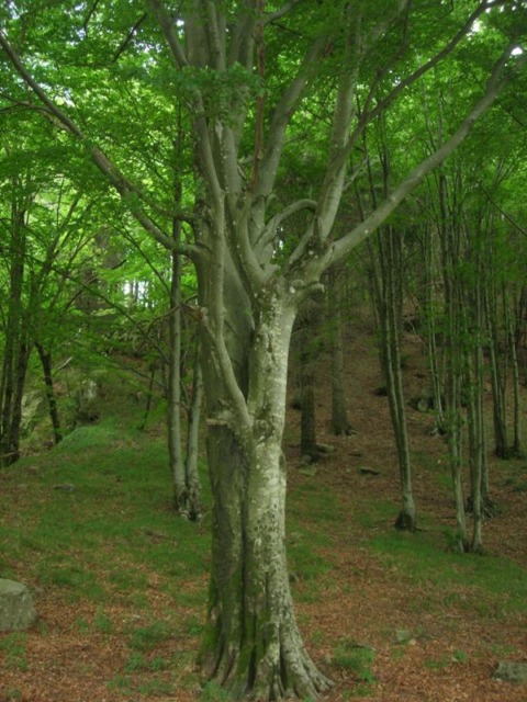 Sabato 6 giugno: escursione nella faggeta secolare del Monte Zatta con il Parco dell’Aveto
