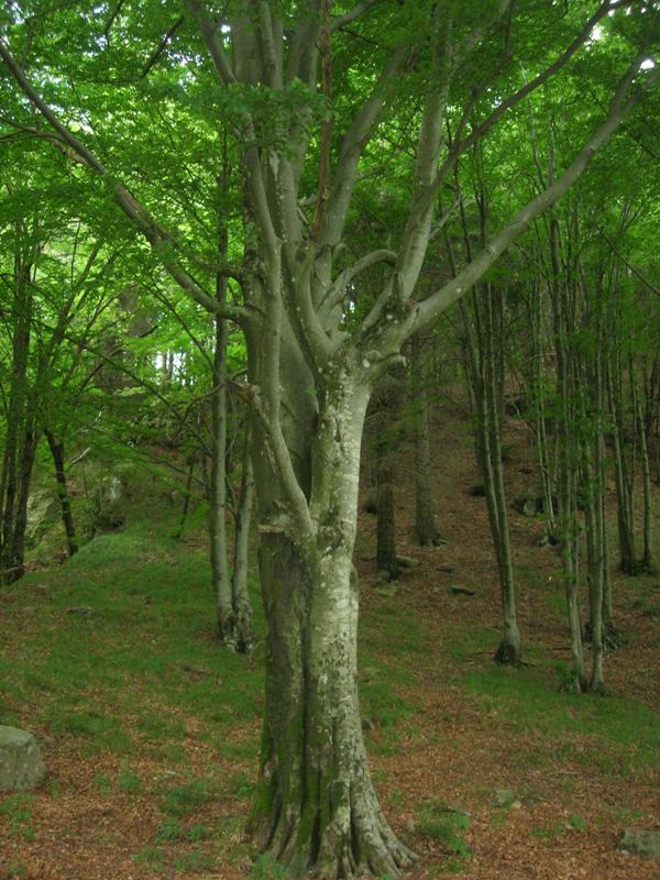 Sabato 6 giugno: escursione nella faggeta secolare del Monte Zatta con il Parco dell’Aveto