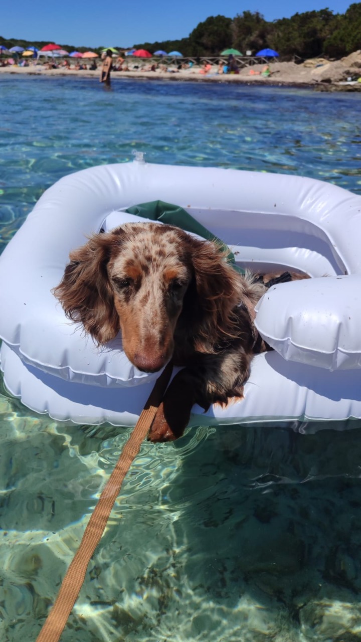 Simpatiche Zampette in Vacanza, continua la nostra iniziativa!