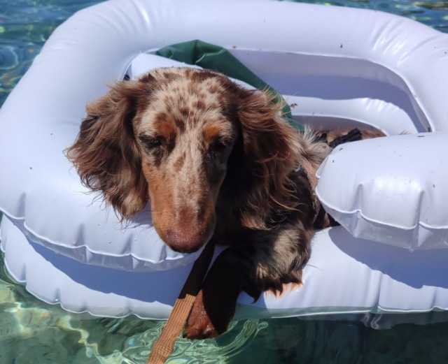 Simpatiche Zampette in Vacanza, continua la nostra iniziativa!