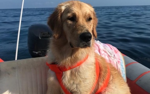 Scatta, invia, pubblica: diventa protagonista con il tuo pet!