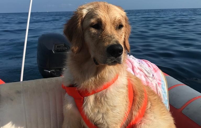 Scatta, invia, pubblica: diventa protagonista con il tuo pet!