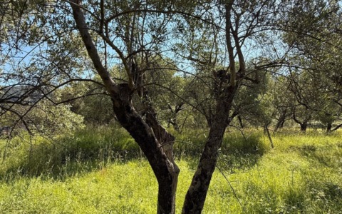 “Salvare un Oliveto Salva la Vita!”, Casarza Ligure aderisce al progetto