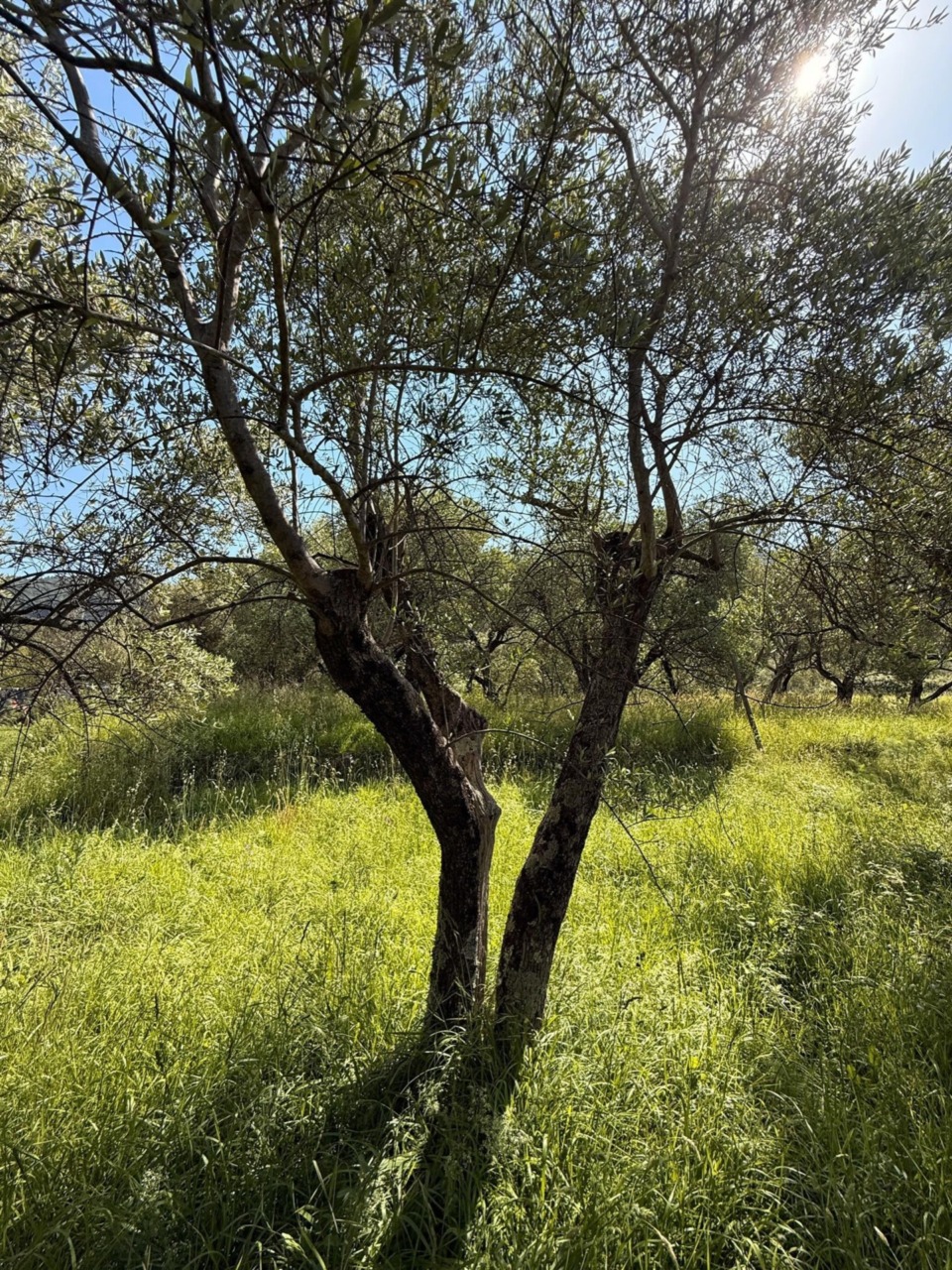 “Salvare un Oliveto Salva la Vita!”, Casarza Ligure aderisce al progetto
