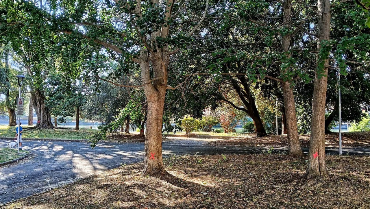 Alberi segnati con croci arancioni in zona Diga Perfigli, interviene il Comune di Lavagna